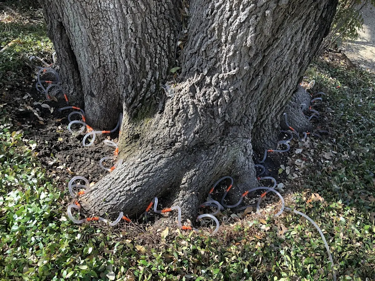 Detailed Tree Cabling and Bracing job site in Challis