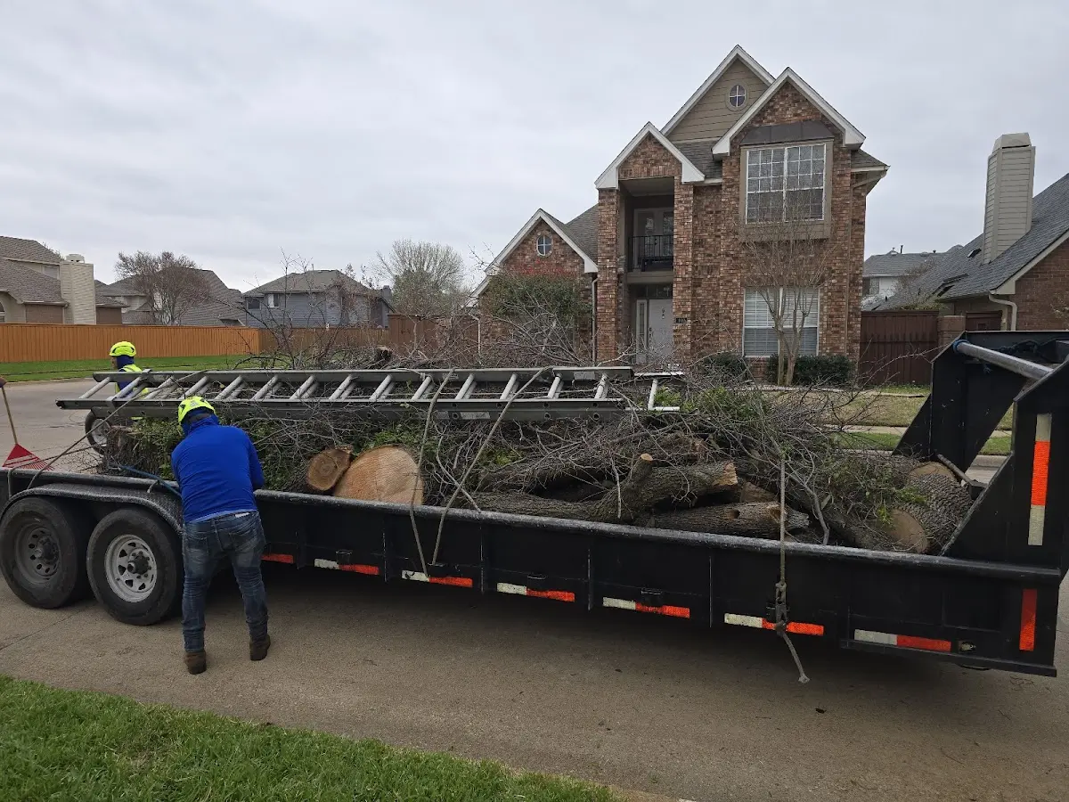 Expert Tree Removal with proper safety equipment in Challis